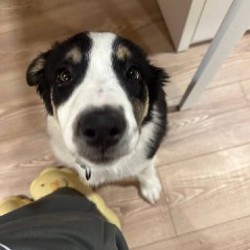 Щенок бордер колли - фото 2