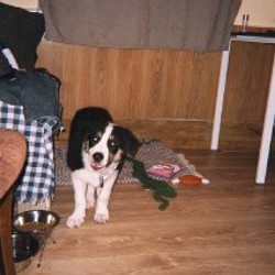 Щенок бордер колли - фото 3