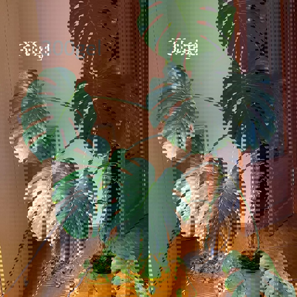 Монстера вариегатная альба