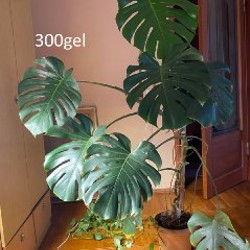 Монстера вариегатная альба - фото 1