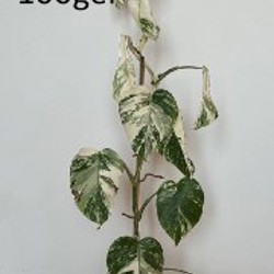 Монстера вариегатная альба - фото 4