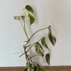 Монстера вариегатная альба - фото 5