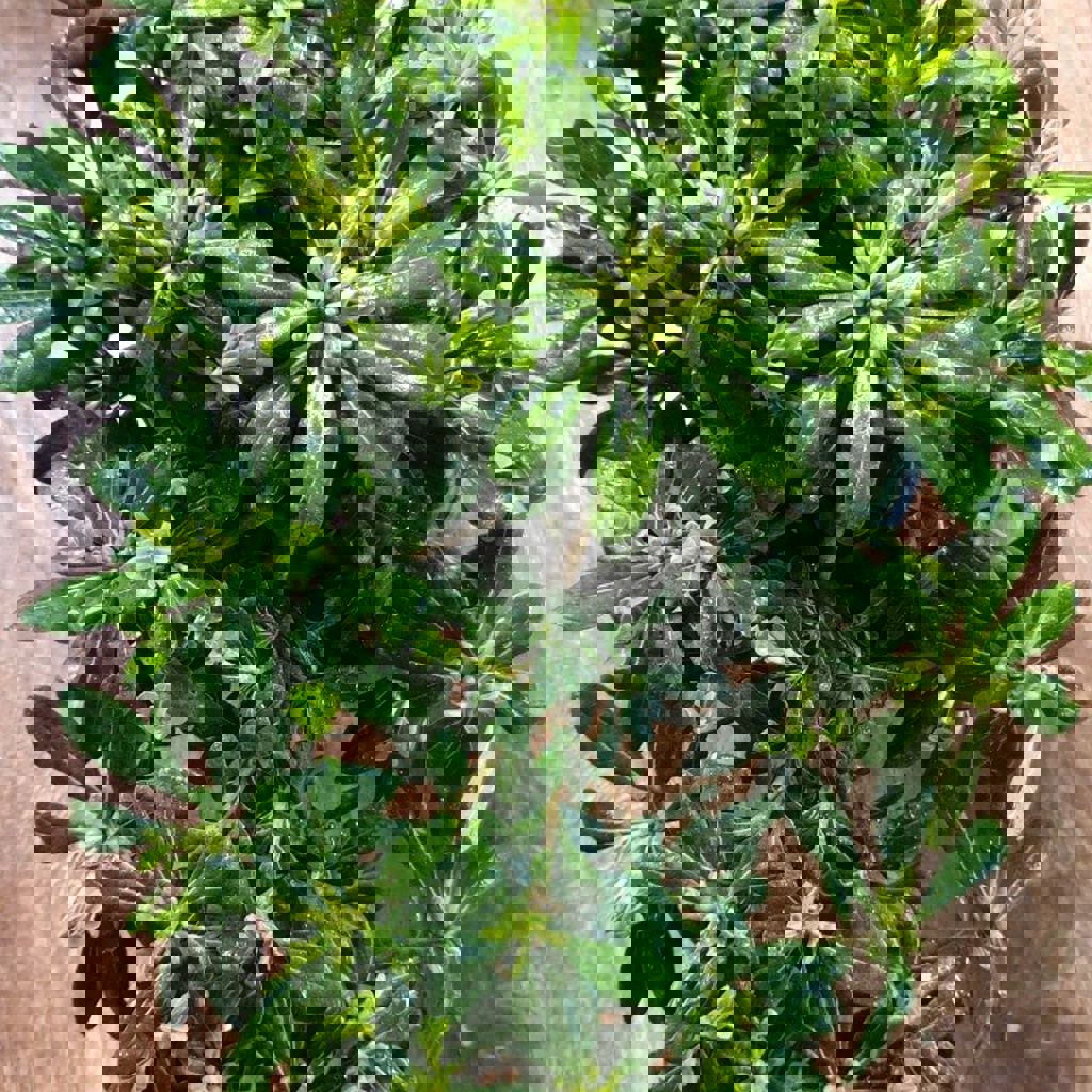 Фитоспорум