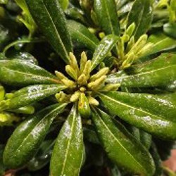 Фитоспорум - фото 2