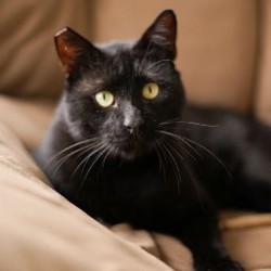 Кот-компаньон Салем - фото 2