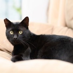 Кот-компаньон Салем - фото 3