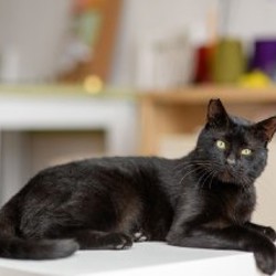 Кот-компаньон Салем - фото 4