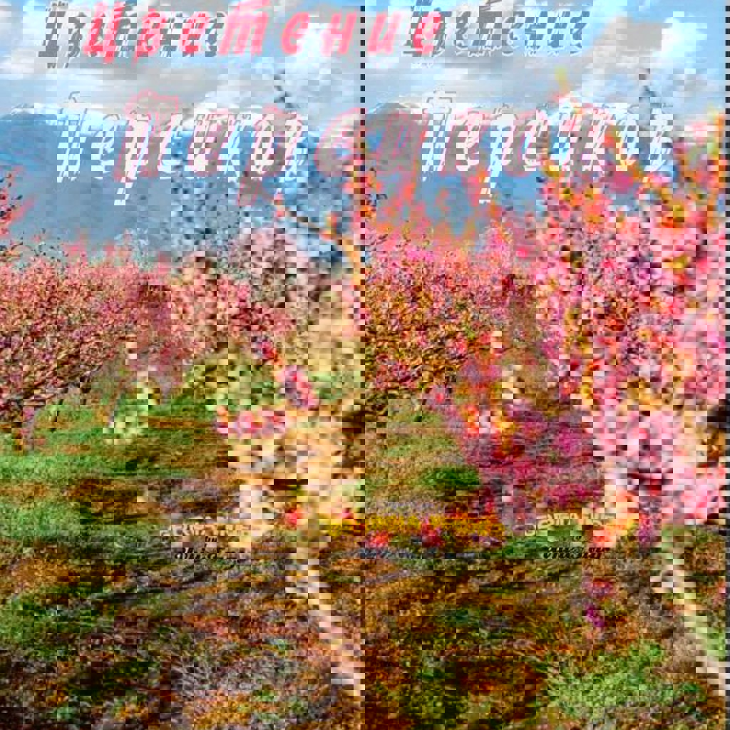 Поездка на цветение персиков