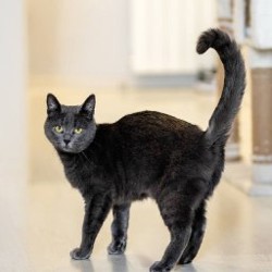 Моти - фото 2