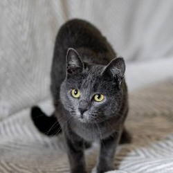 Моти - фото 3