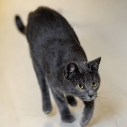 Моти - фото 4