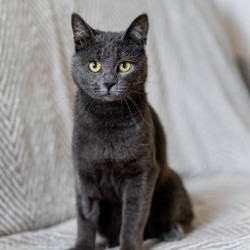 Моти - фото 5