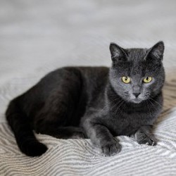 Моти - фото 6