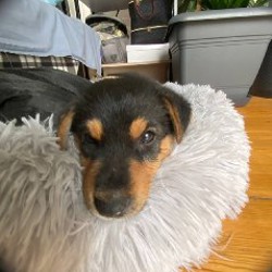 Ошейник - фото 1