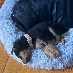 Ошейник - фото 2