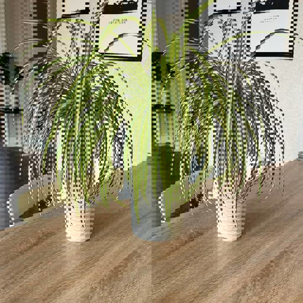 Хлорофитум