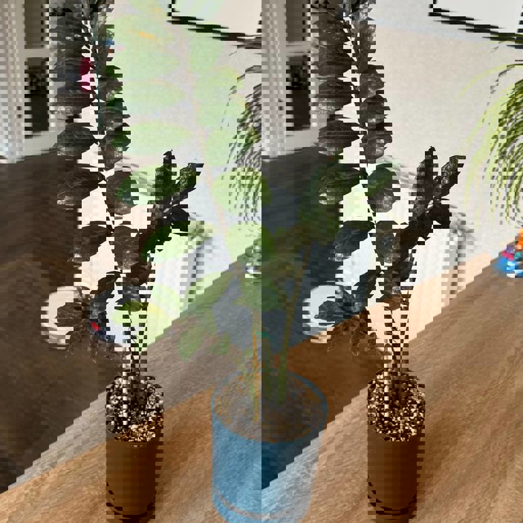 Замиокулькас