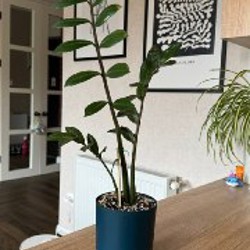 Замиокулькас - фото 2