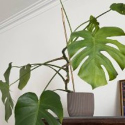 Монстера - фото 4