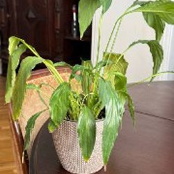 Монстера - фото 5