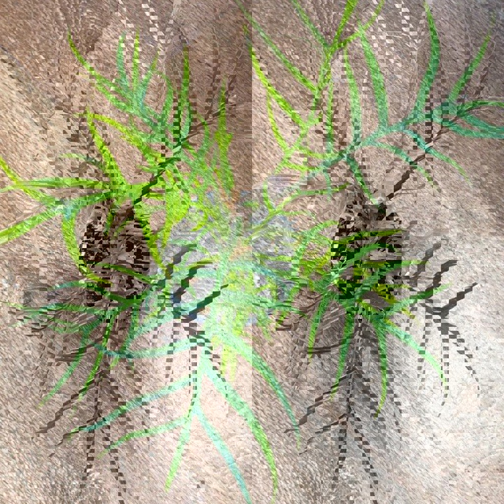 Фикус амстел кинг