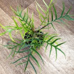 Фикус амстел кинг - фото 1