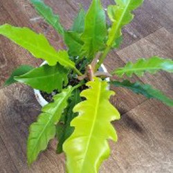 Фикус амстел кинг - фото 2