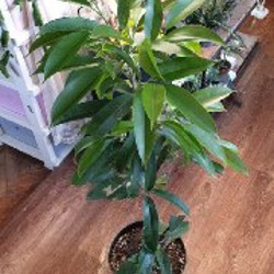 Фикус амстел кинг - фото 3