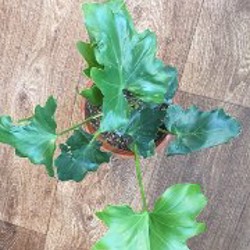 Фикус амстел кинг - фото 4