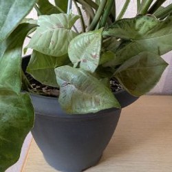 Сингониум - фото 2