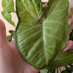 Сингониум - фото 3