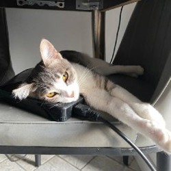 Кошка - фото 3