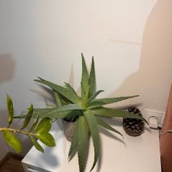 Каланхое - фото 1