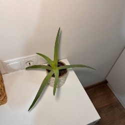 Каланхое - фото 2