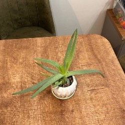 Каланхое - фото 3