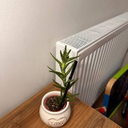 Каланхое - фото 4