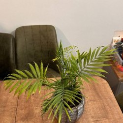 Каланхое - фото 5