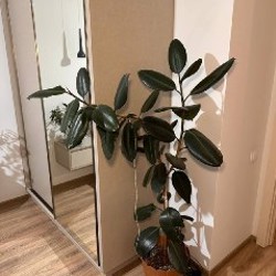 Каланхое - фото 6