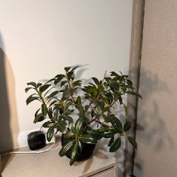 Каланхое - фото 7