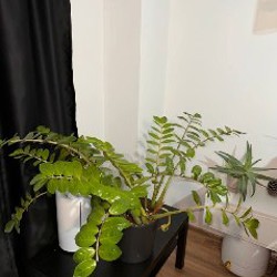 Каланхое - фото 8