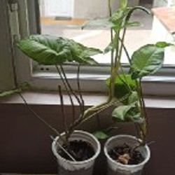 Сингониум - фото 1