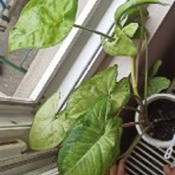 Сингониум - фото 2