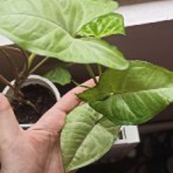 Сингониум - фото 3