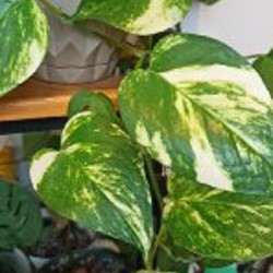 Эпипренум golden pothos - фото 2