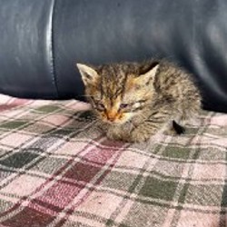 Котята - фото 3