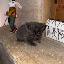 Котята - фото 4