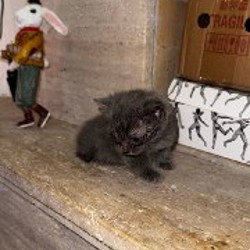 Котята - фото 5