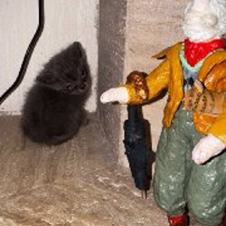 Котята - фото 6