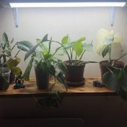 Аглоэнема - фото 1