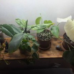 Аглоэнема - фото 2